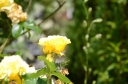 plants_6_287629.JPG