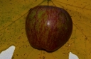 000328Apple29.jpg