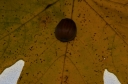 000428Hazelnut29.jpg